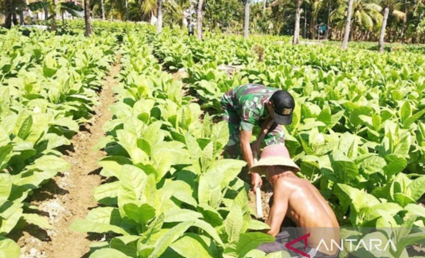 Pemkab Sumenep bantu asuransi ketenagakerjaan petani tembakau